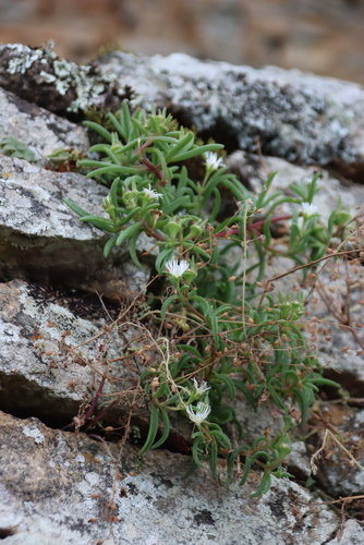 Delosperma steytlerae