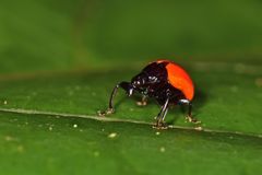 Attelabinae
