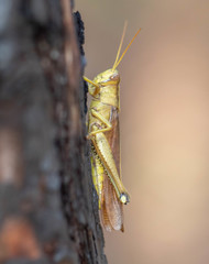 Schistocerca alutacea
