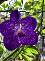 Vanda
