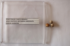 Nectandra sanguinea lanceolata