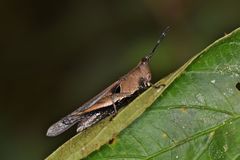 Xiphiola cyanoptera
