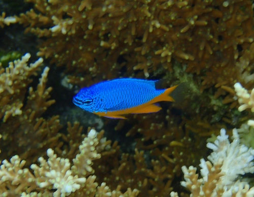 Azure damselfish (Chrysiptera hemicyanea) — Pomacentridae — 4