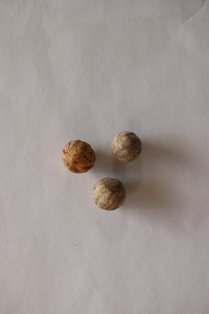 Nectandra sanguinea