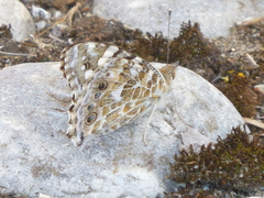 Vanessa cardui