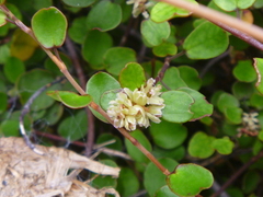Muehlenbeckia complexa