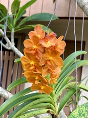 Vanda