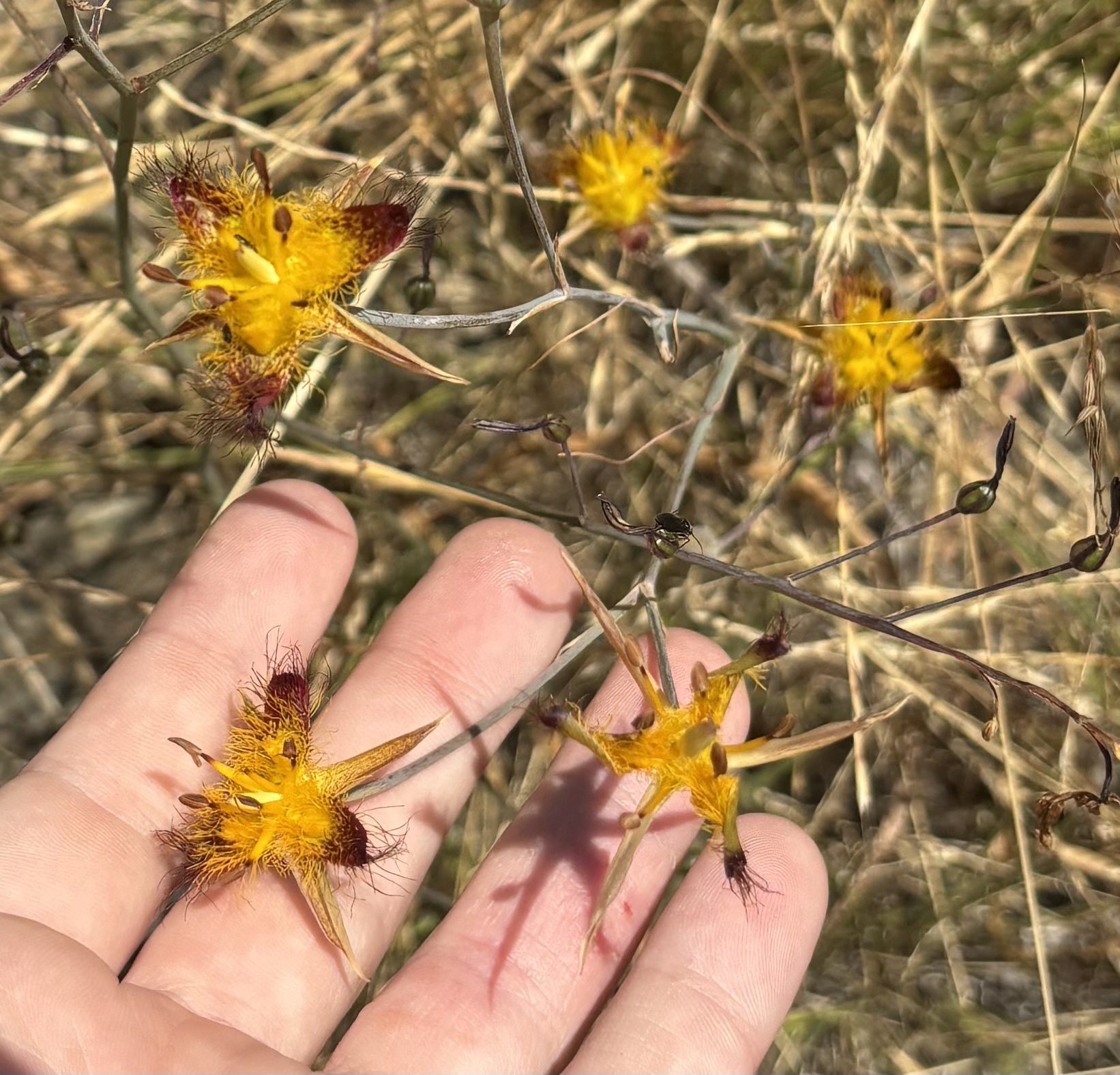 Calochortus obispoensis