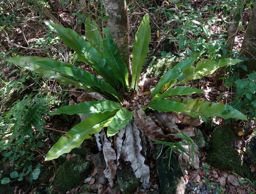 Dwarf Bird's Nest Fern (asplenium Goudeyi) · Inaturalist