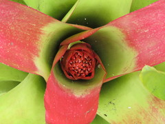 Neoregelia compacta