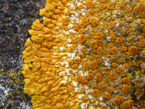 Limestone Lobed Firedot