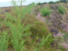 Muehlenbeckia complexa