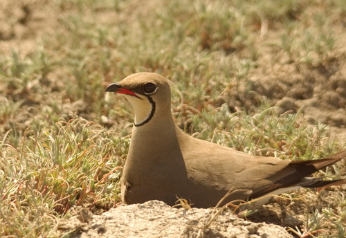 Canastera común (Glareola pratincola)