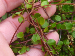 Muehlenbeckia complexa