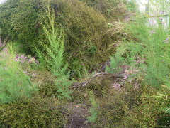 Muehlenbeckia complexa