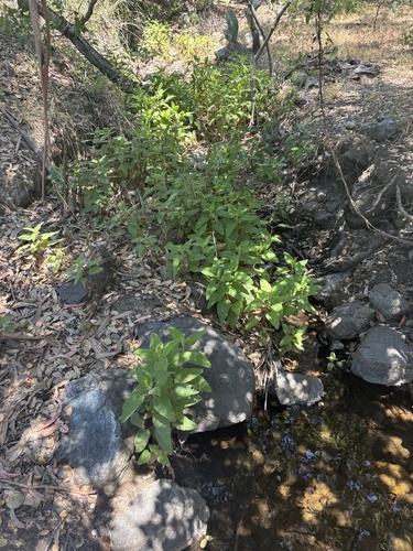 Salvia spathacea