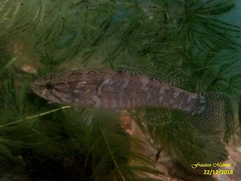 Smallscaled Spinycheek Sleeper