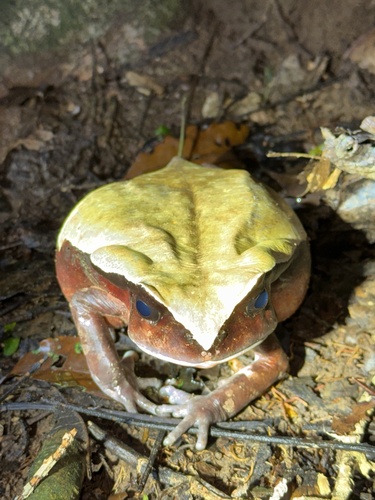 African Giant Toad