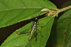 Chloropseustes brunneus
