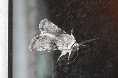 Sympistis chionanthi