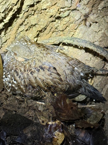 Latham's Francolin