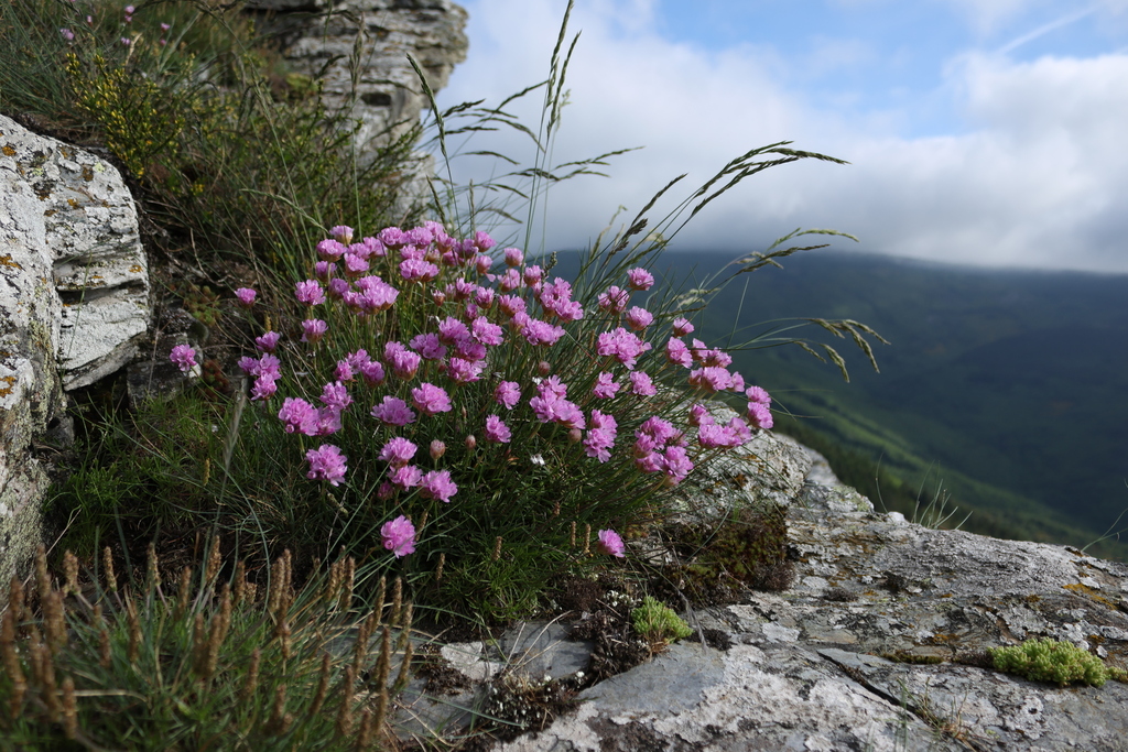 Armeria malinvaudii