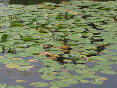 Nymphaea elegans