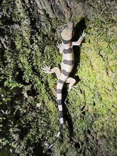 Nkoelon Half-toed Gecko