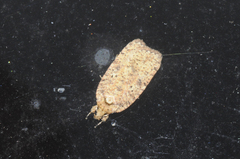 Agonopterix thelmae