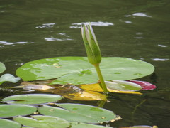Nymphaea elegans