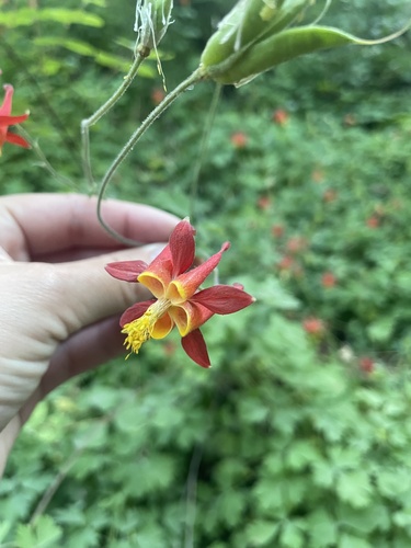 iNaturalist observation photo of western columbine