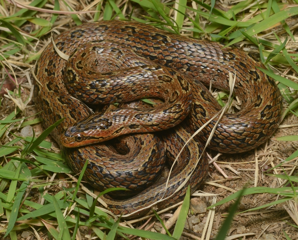 Frog-Eating Rat Snake