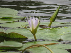 Nymphaea elegans