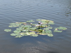 Nymphaea elegans