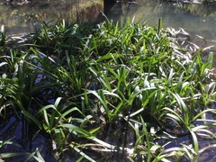 Sparganium androcladum