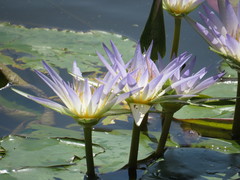 Nymphaea elegans