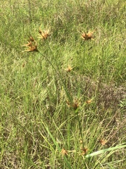 Rhynchospora macrostachya