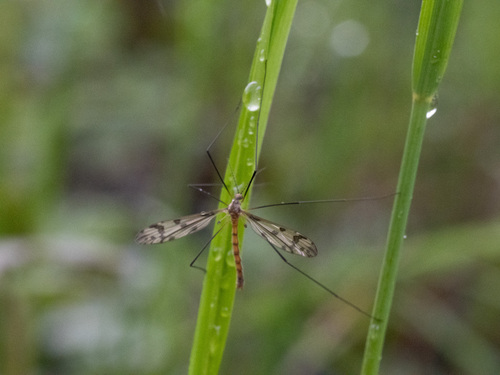 Idioptera pulchella