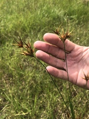 Rhynchospora macrostachya