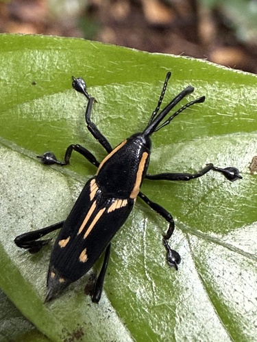 Korotyaevius funebris