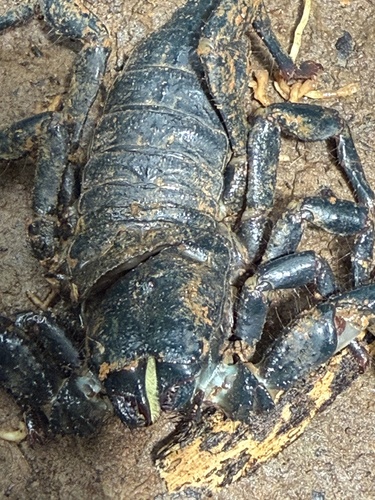 Dictator Scorpion