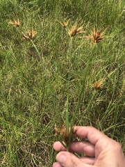 Rhynchospora macrostachya