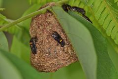 Brachygastra scutellaris