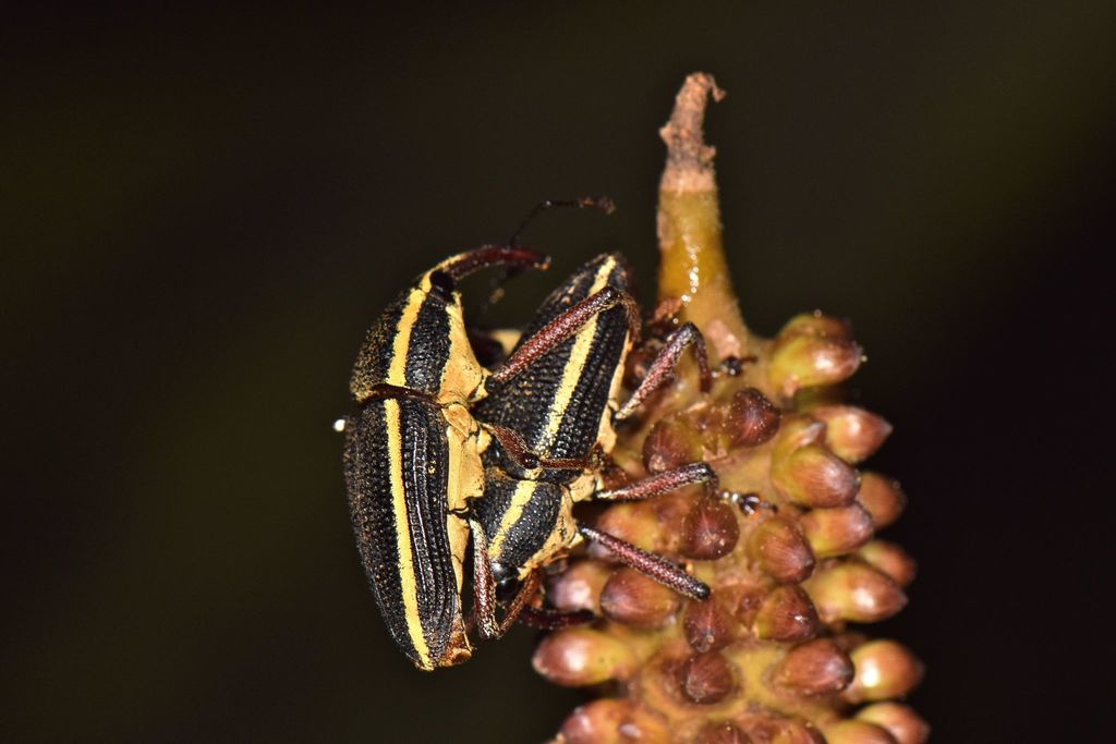 Cholus ellipsifer