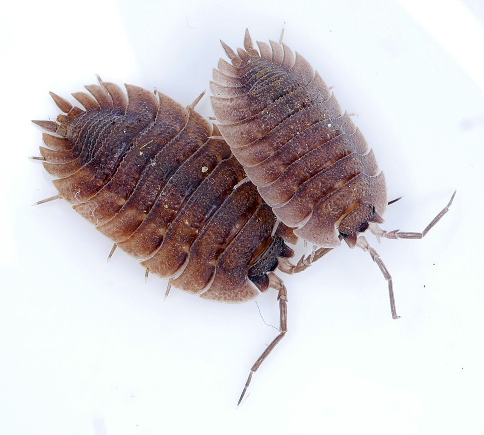 Cameran's Woodlouse