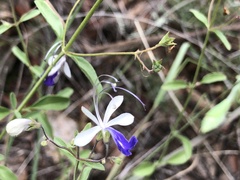 Trichostema arizonicum