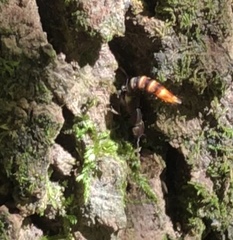 Platydracus cinnamopterus