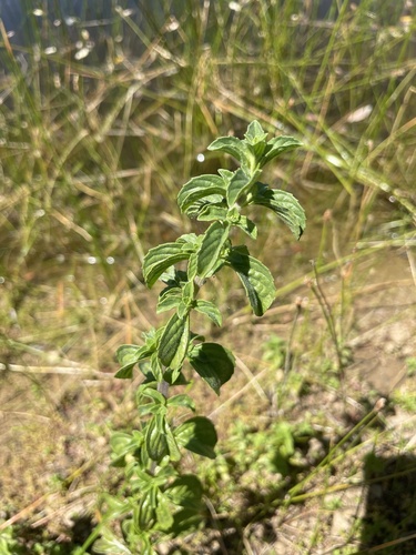 iNaturalist observation photo of Pennyroyal