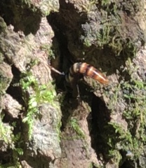 Platydracus cinnamopterus