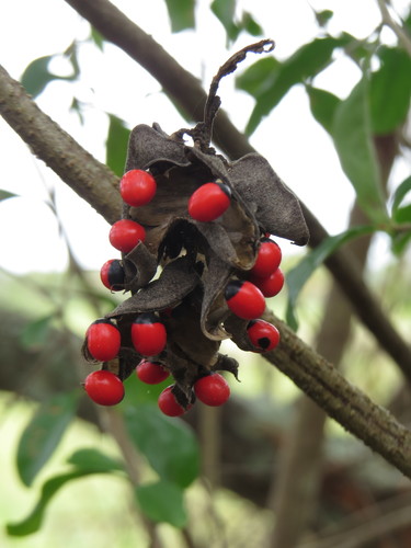 Rosarypea (Abrus precatorius)